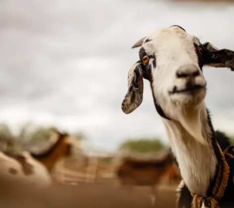 Goat in desert