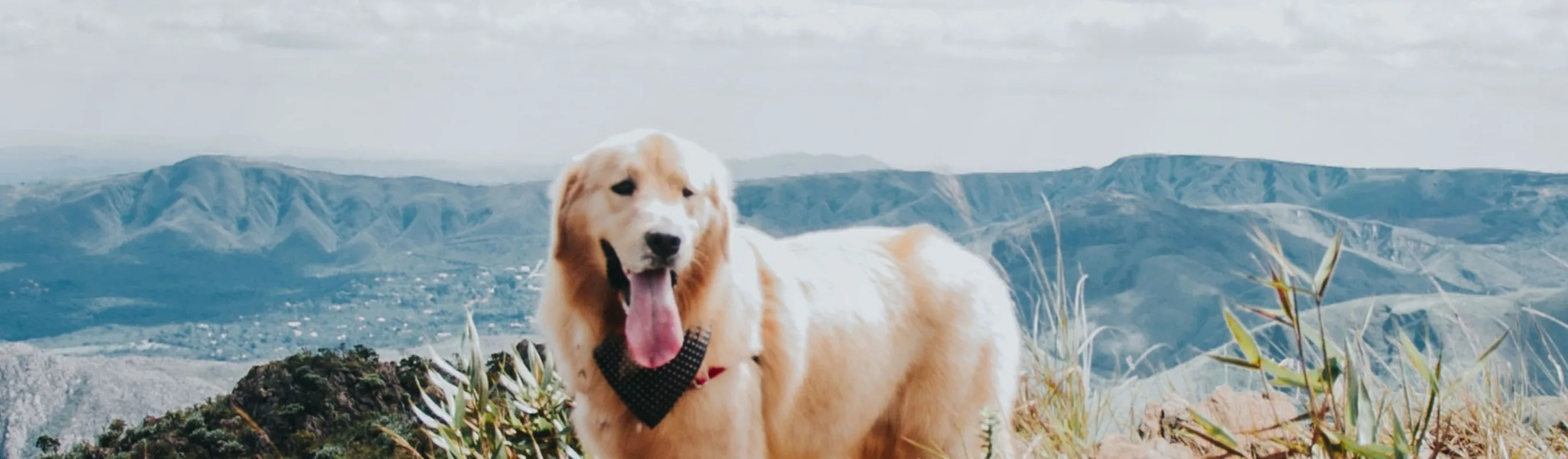 Dog on cliff with mountains