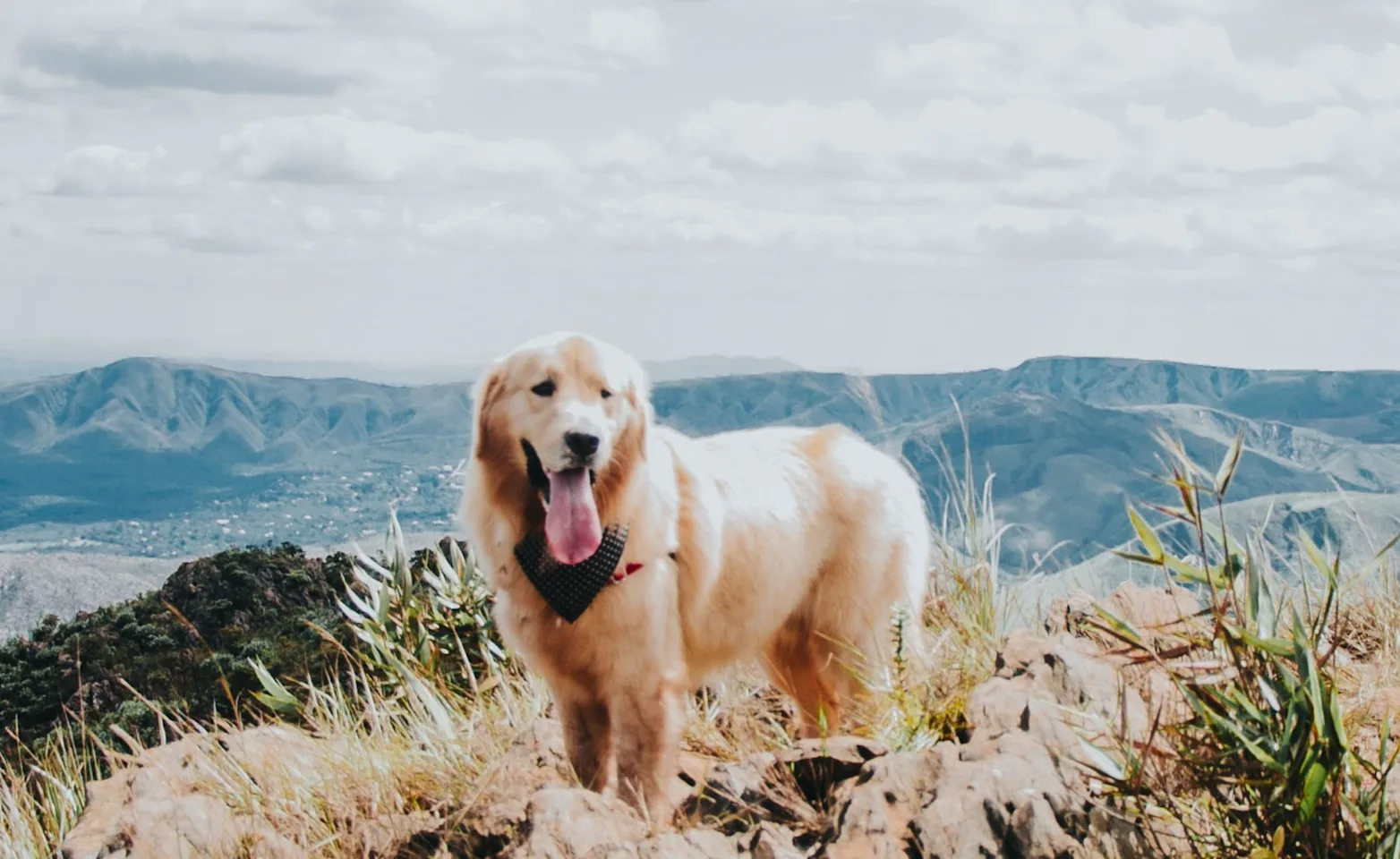 Dog on cliff with mountains