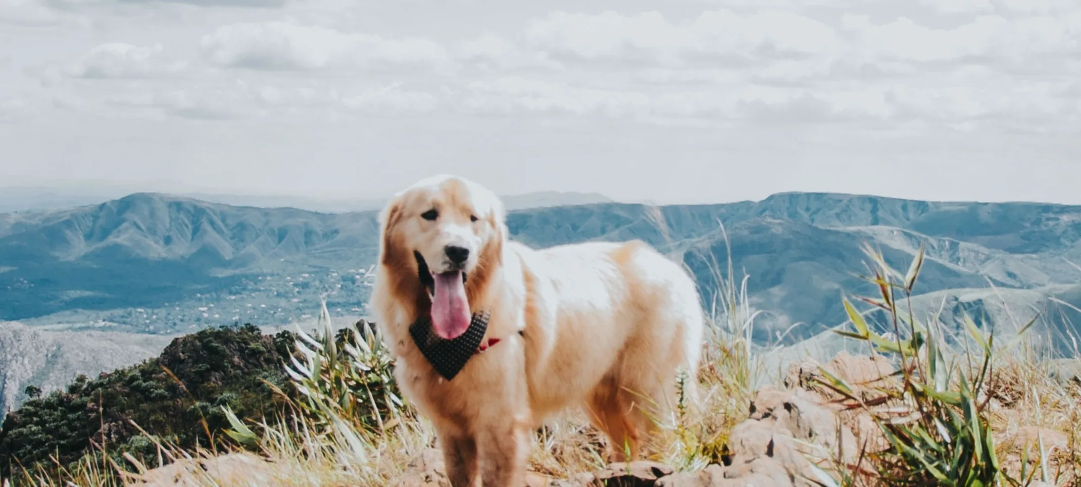Dog on cliff with mountains Dog on cliff with mountains