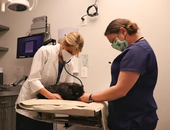Senior cat getting medical care. Senior cat getting medical care.
