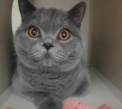 Grey cat laying down in a boarding cubby