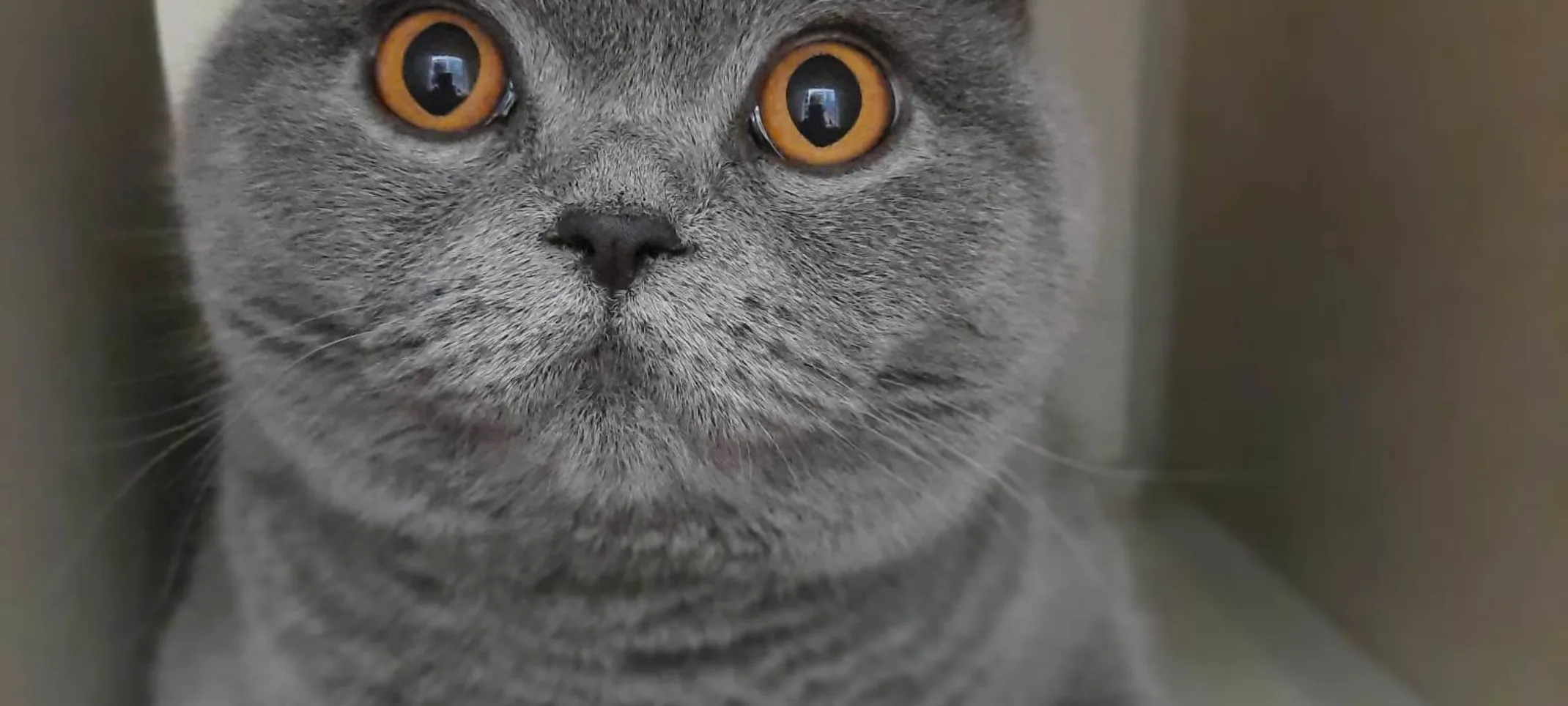 Grey cat laying down in a boarding cubby