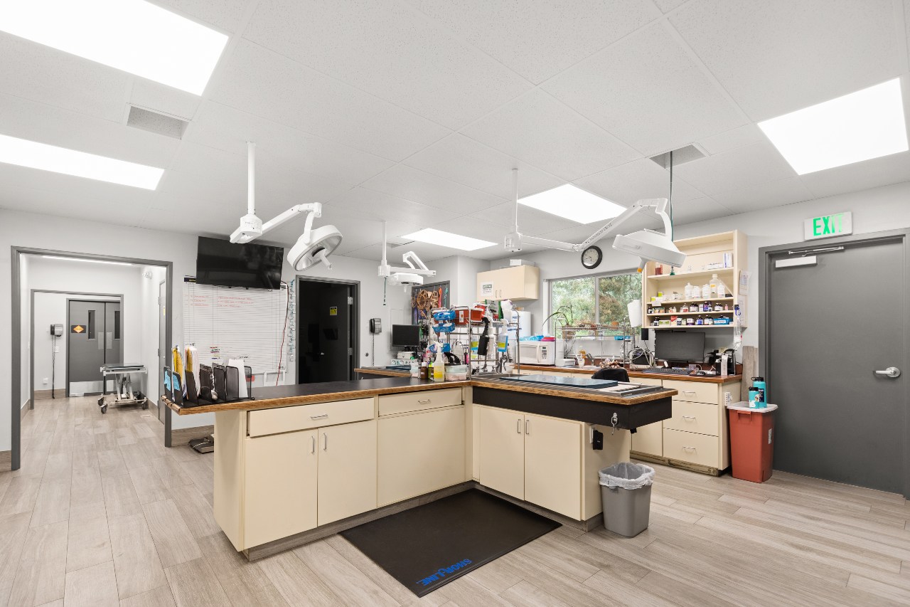 Treatment area at All Pet Complex Veterinary Hospital