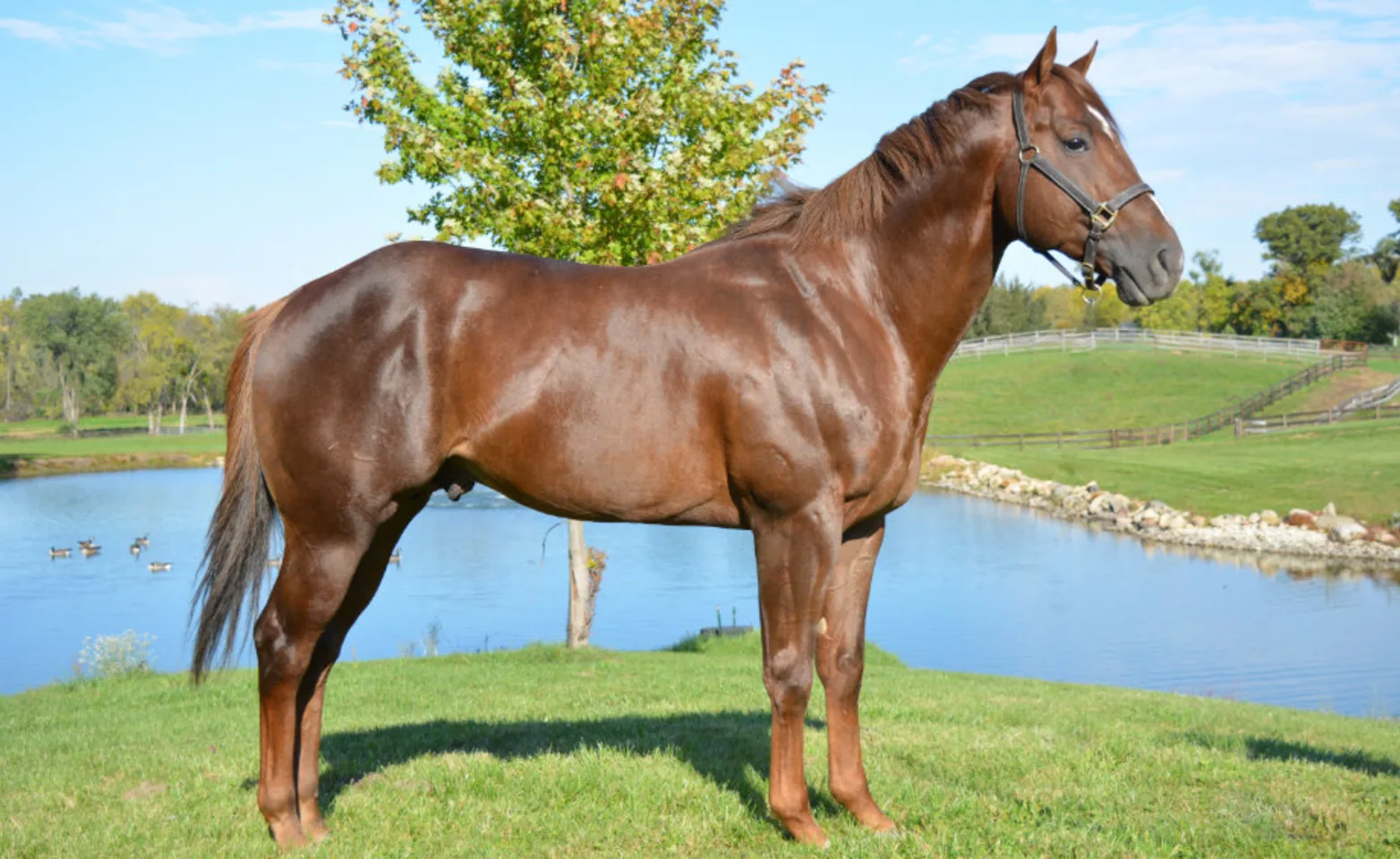 Horse standing on grass 