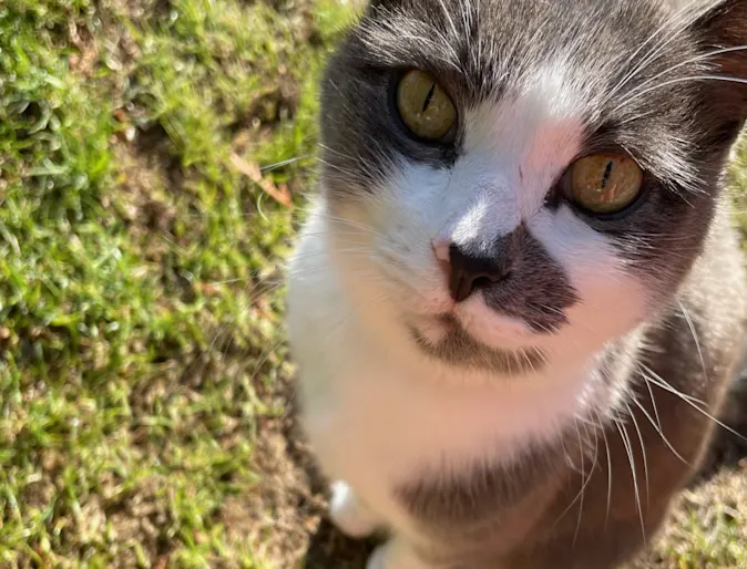 Smudge the cat Smudge the cat