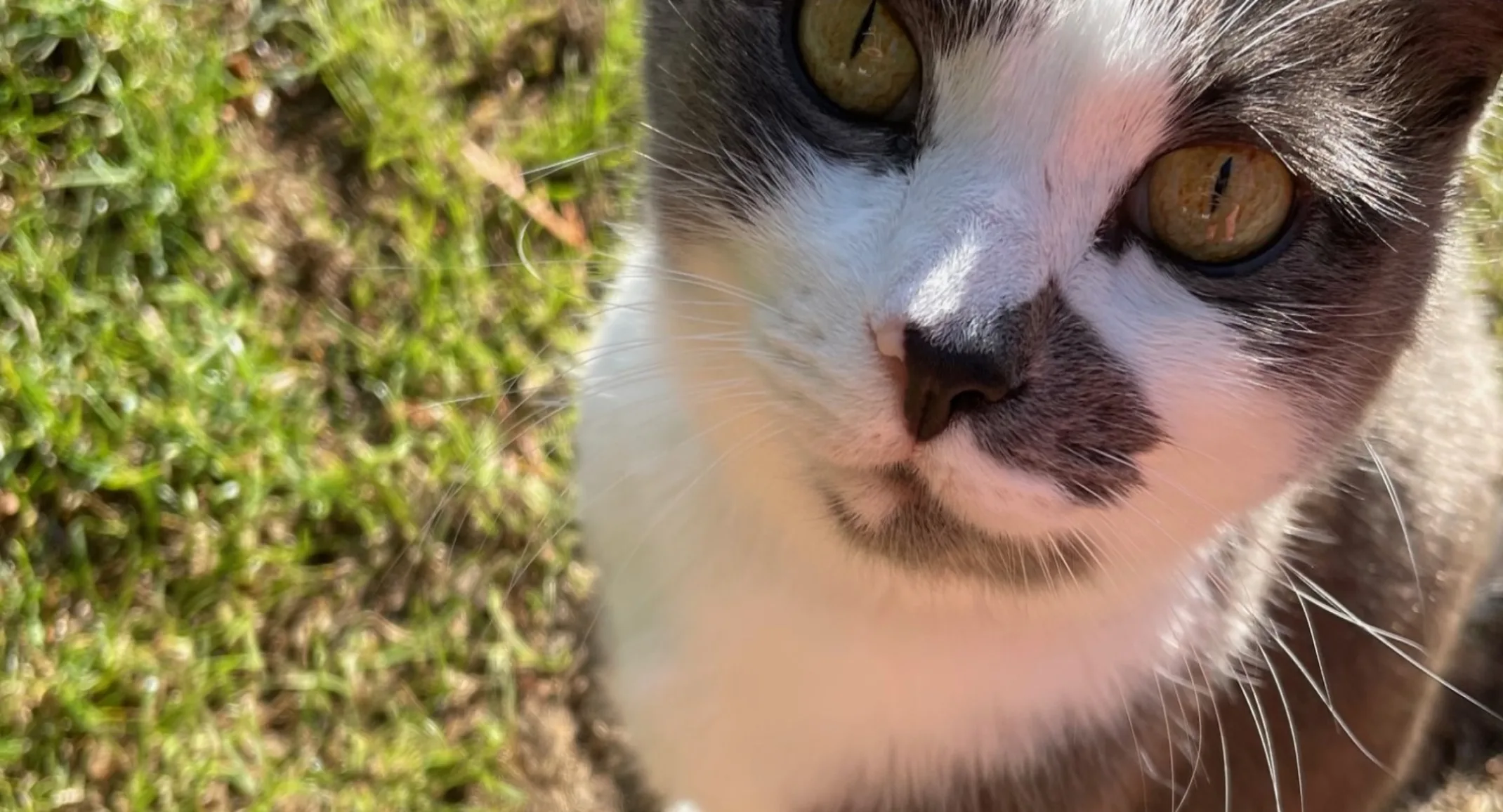 Smudge the cat Smudge the cat