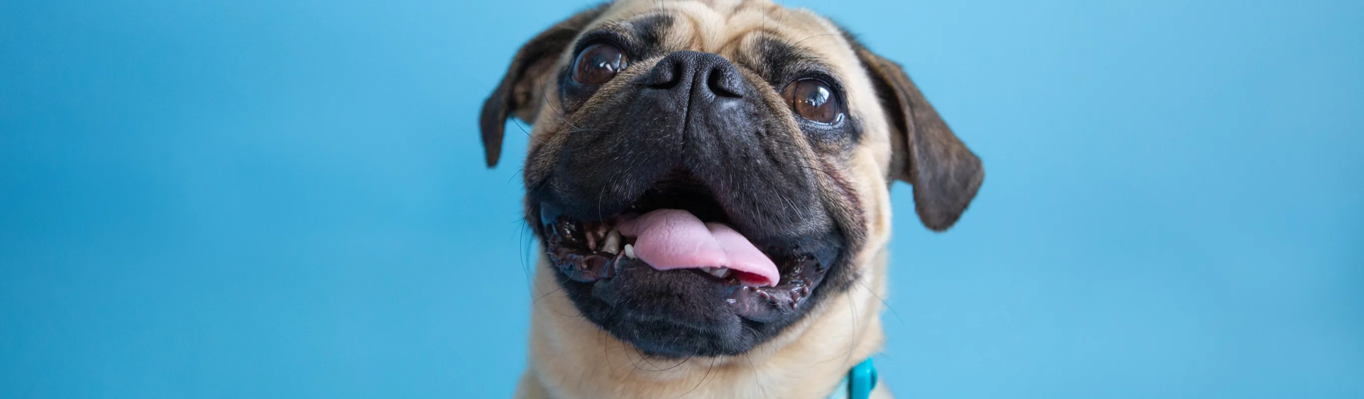 Brownish black pug looking up and smiling with a blue background 