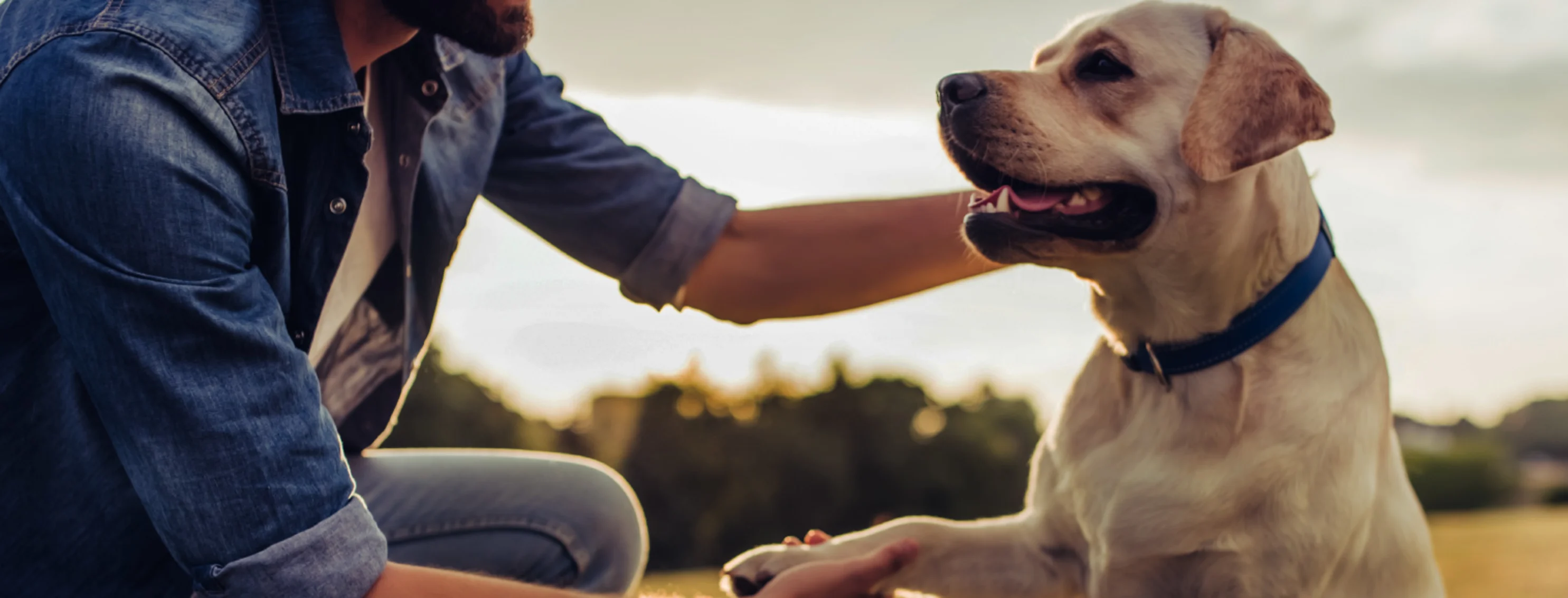 Man Shaking Dog's Hand Man Shaking Dog's Hand