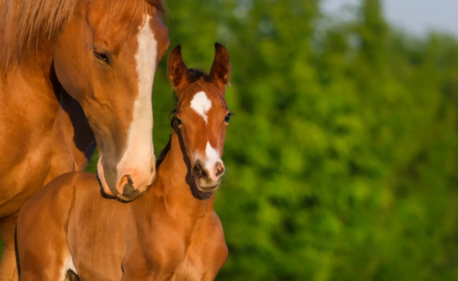 Mare with Foal