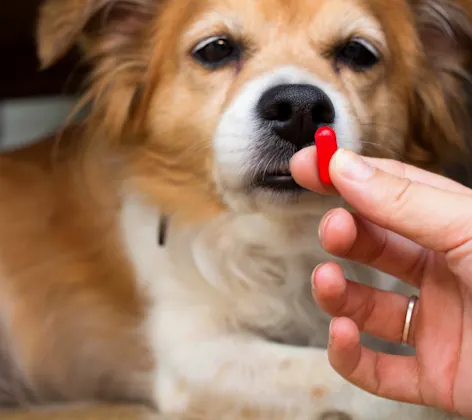 Dog with medication pill Dog with medication pill