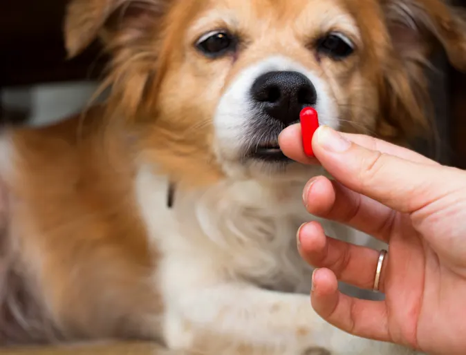 Dog with medication pill Dog with medication pill