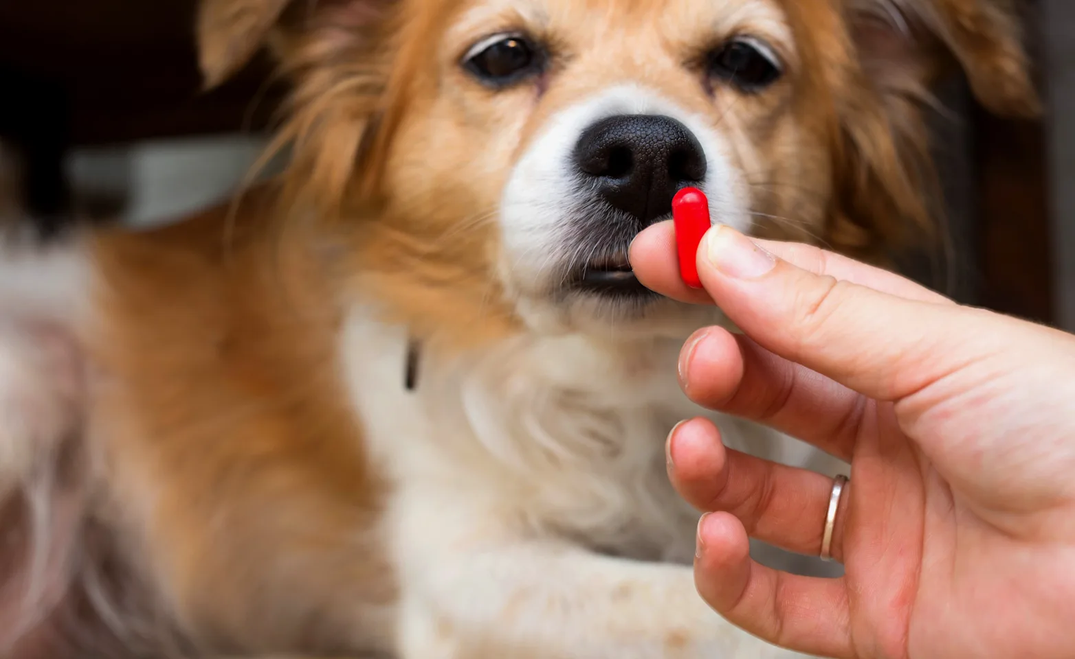 Dog with medication pill Dog with medication pill