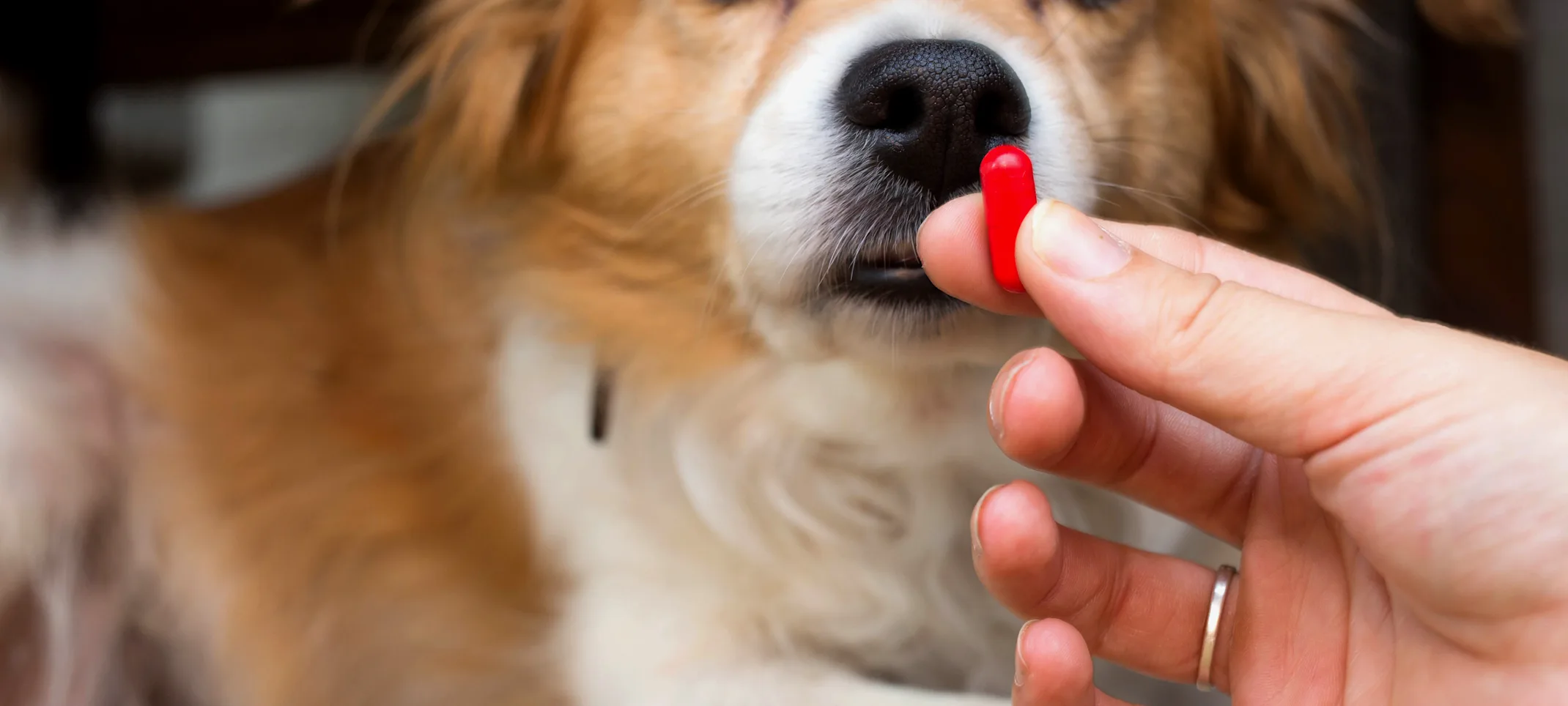 Dog with medication pill Dog with medication pill