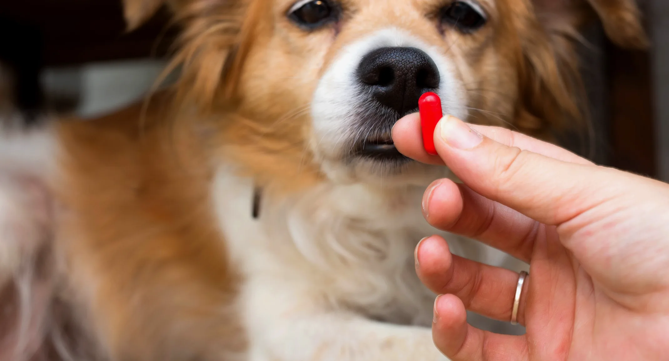 Dog with medication pill Dog with medication pill