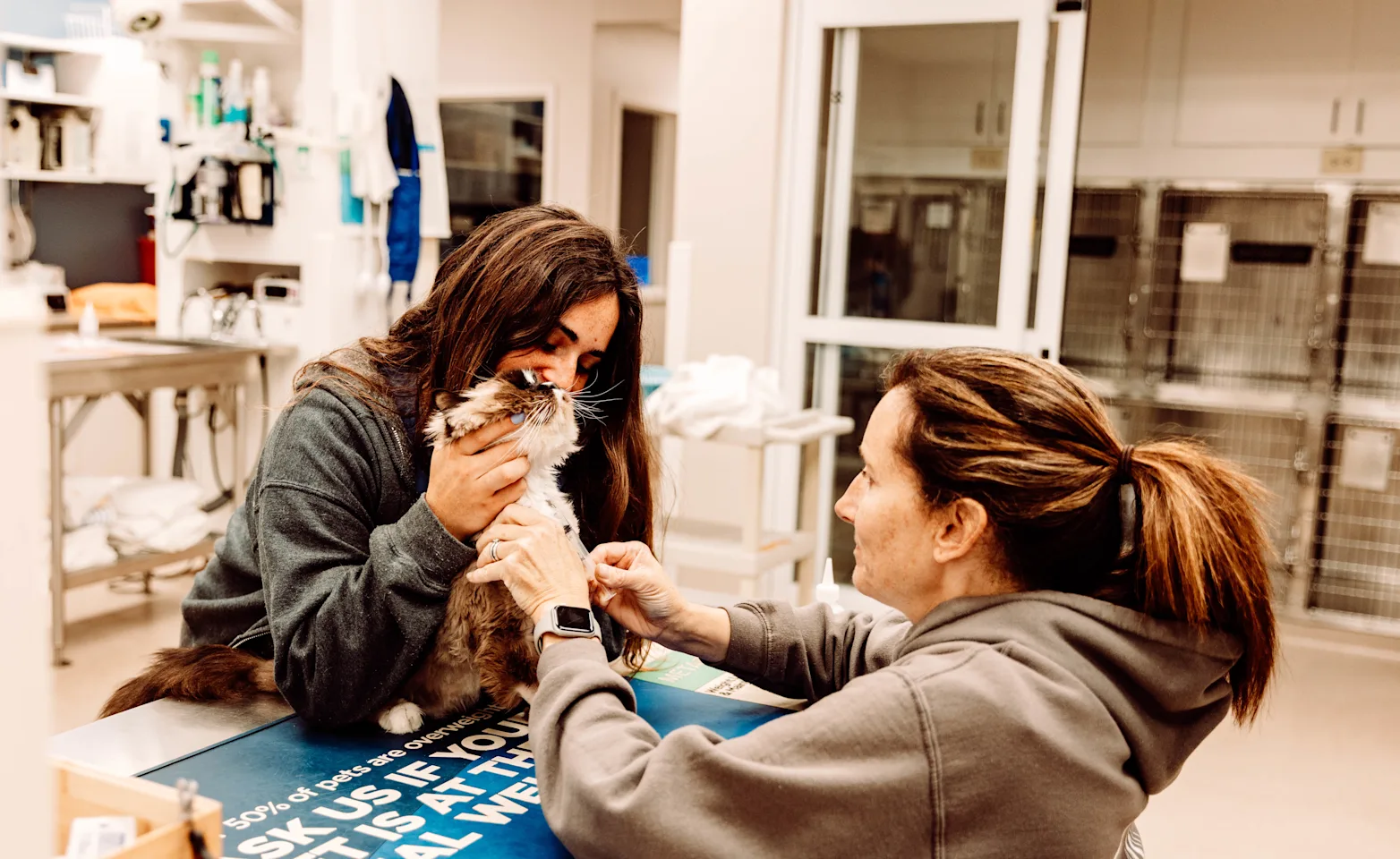 A staff member examining a cat 