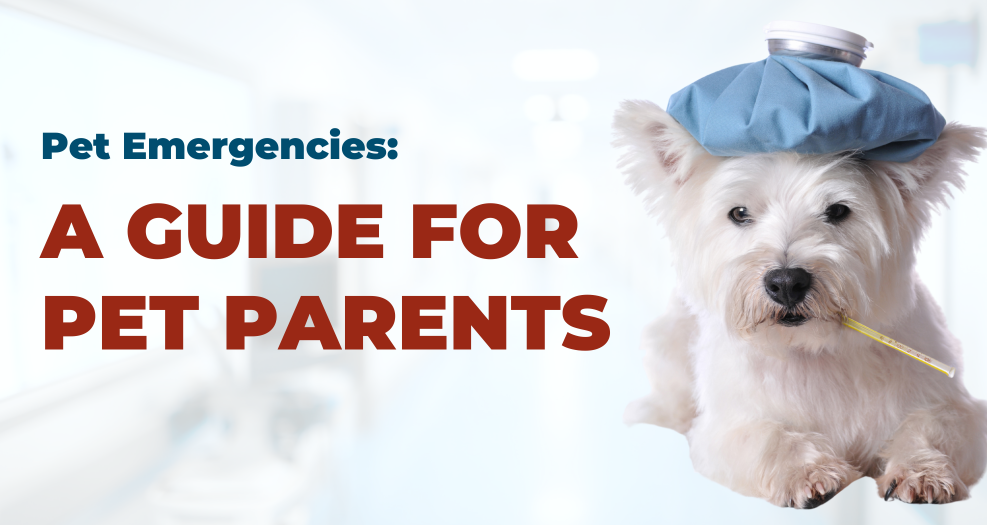 Westie dog with a cold ice pack and thermometer