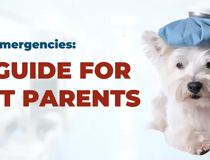 Westie dog with a cold ice pack and thermometer Westie dog with a cold ice pack and thermometer