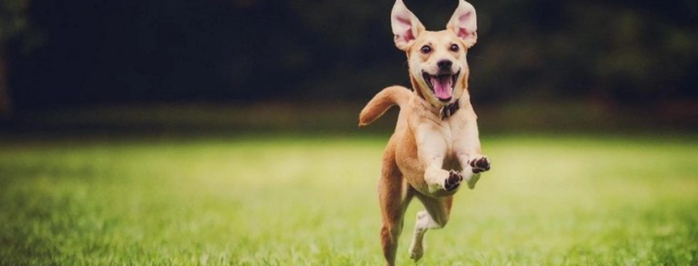 Photo of a dog running in the grass Photo of a dog running in the grass