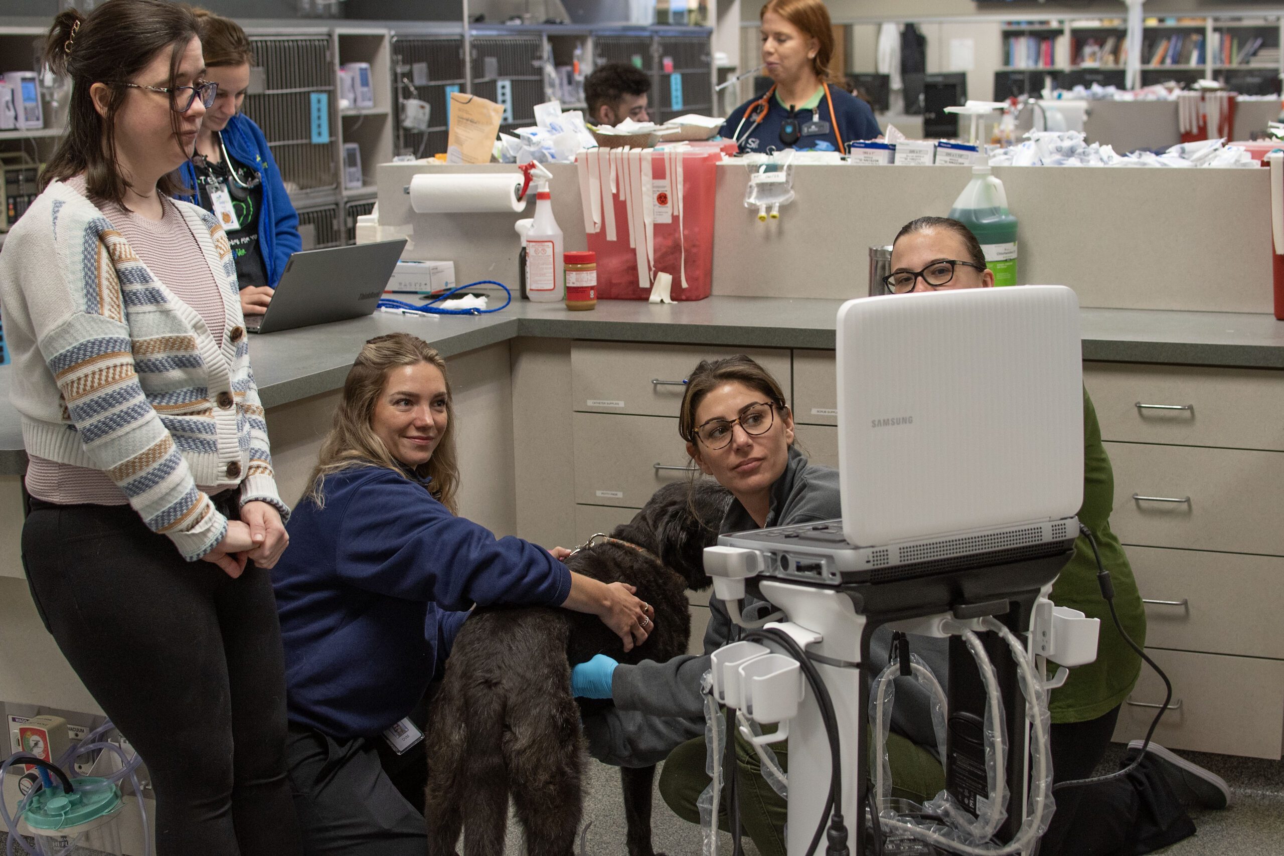 Interns checking a dog's health