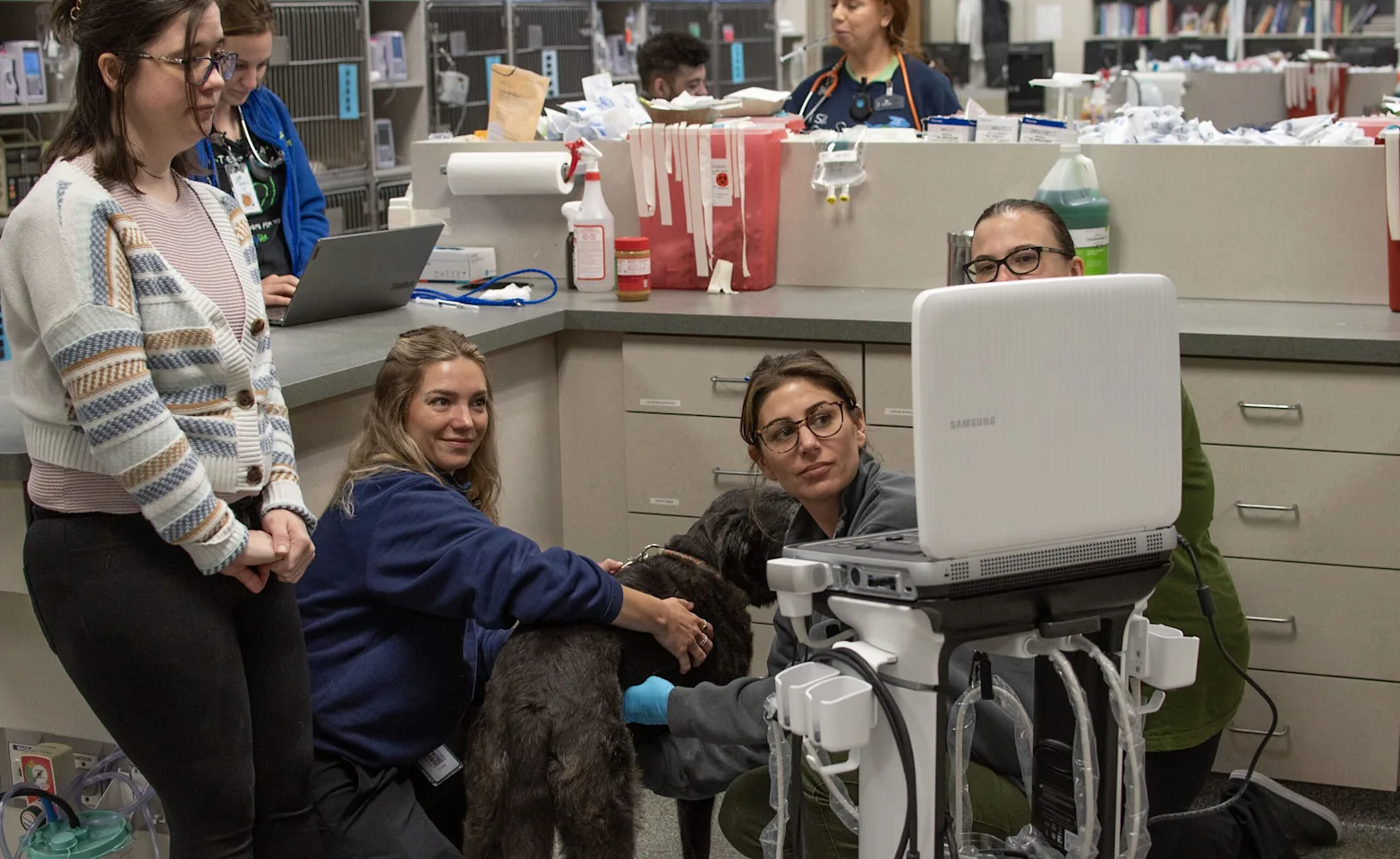 Interns checking a dog's health Interns checking a dog's health