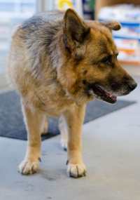 Brown German Shephard standing 