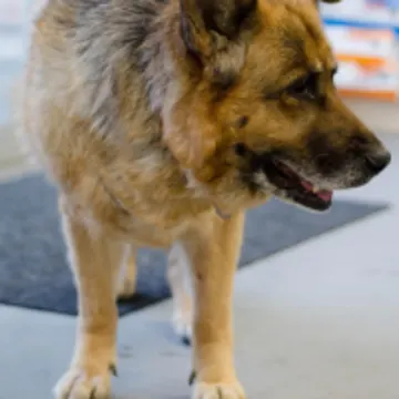 Brown German Shephard standing 