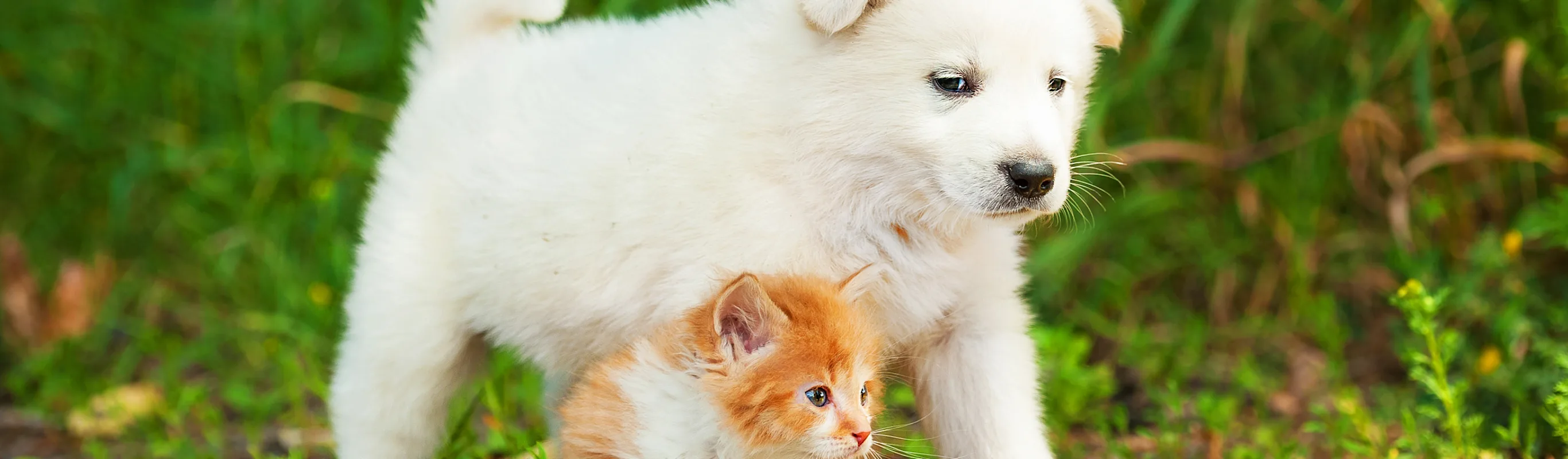 Dog and cat navigating together through the grass Dog and cat navigating together through the grass