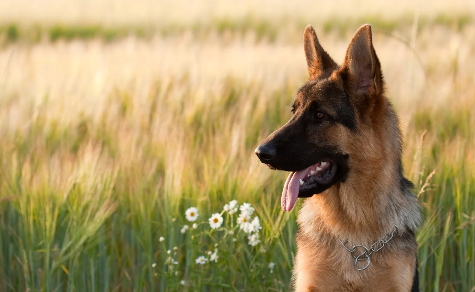 German Shepherd in the meadows German Shepherd in the meadows