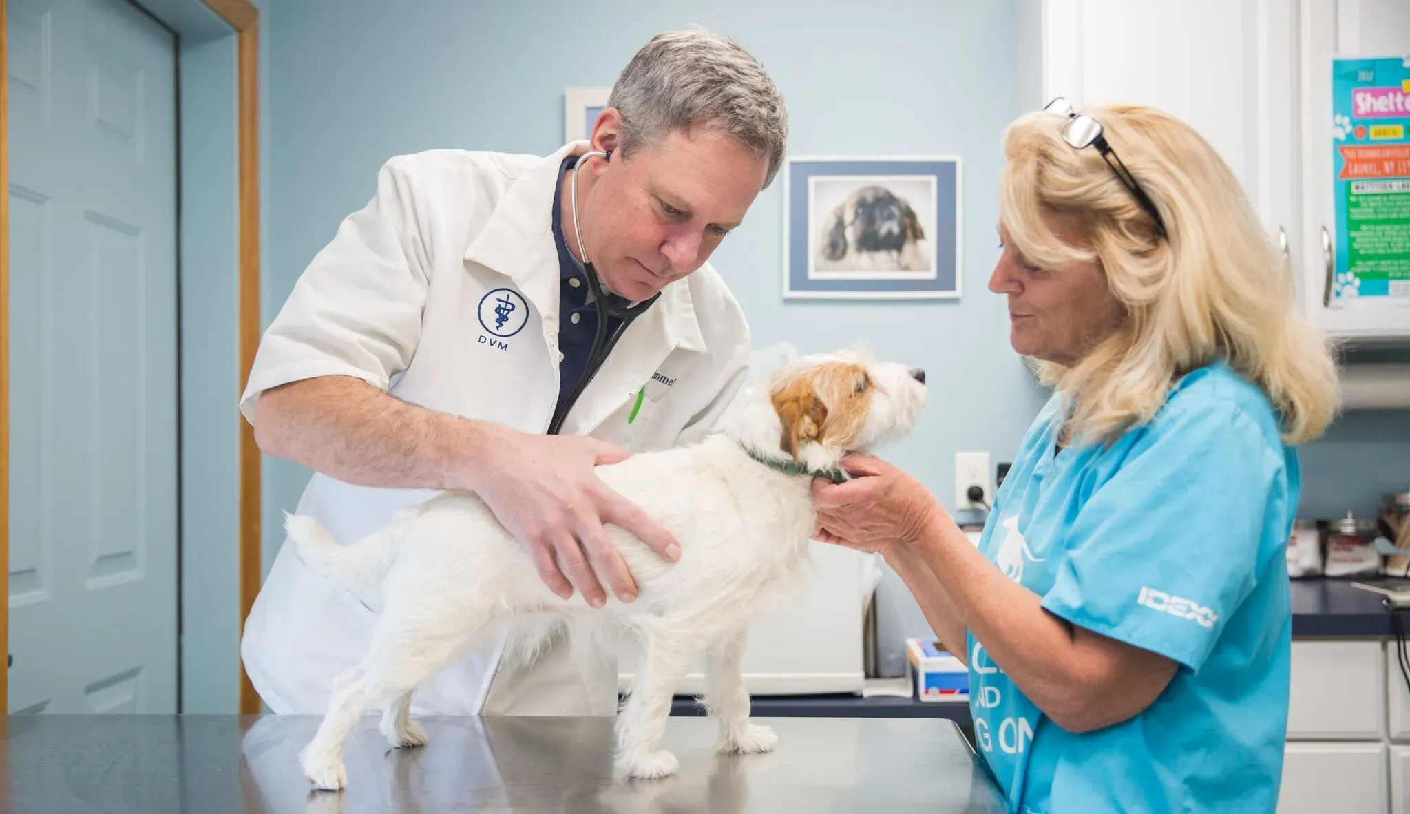 Vet inspecting dog