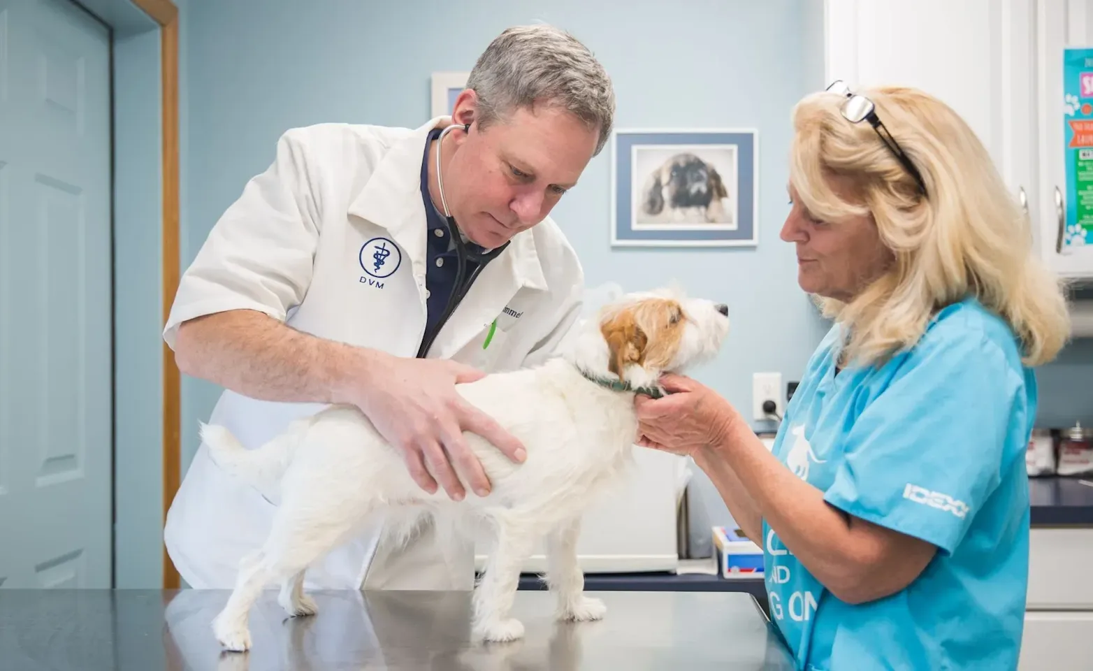 Vet inspecting dog Vet inspecting dog