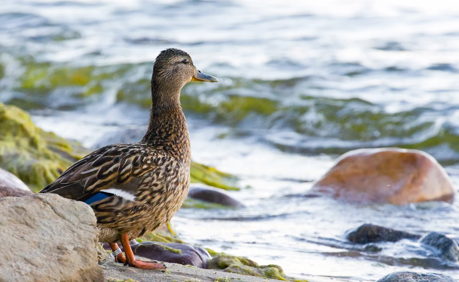 duck by the ocean duck by the ocean