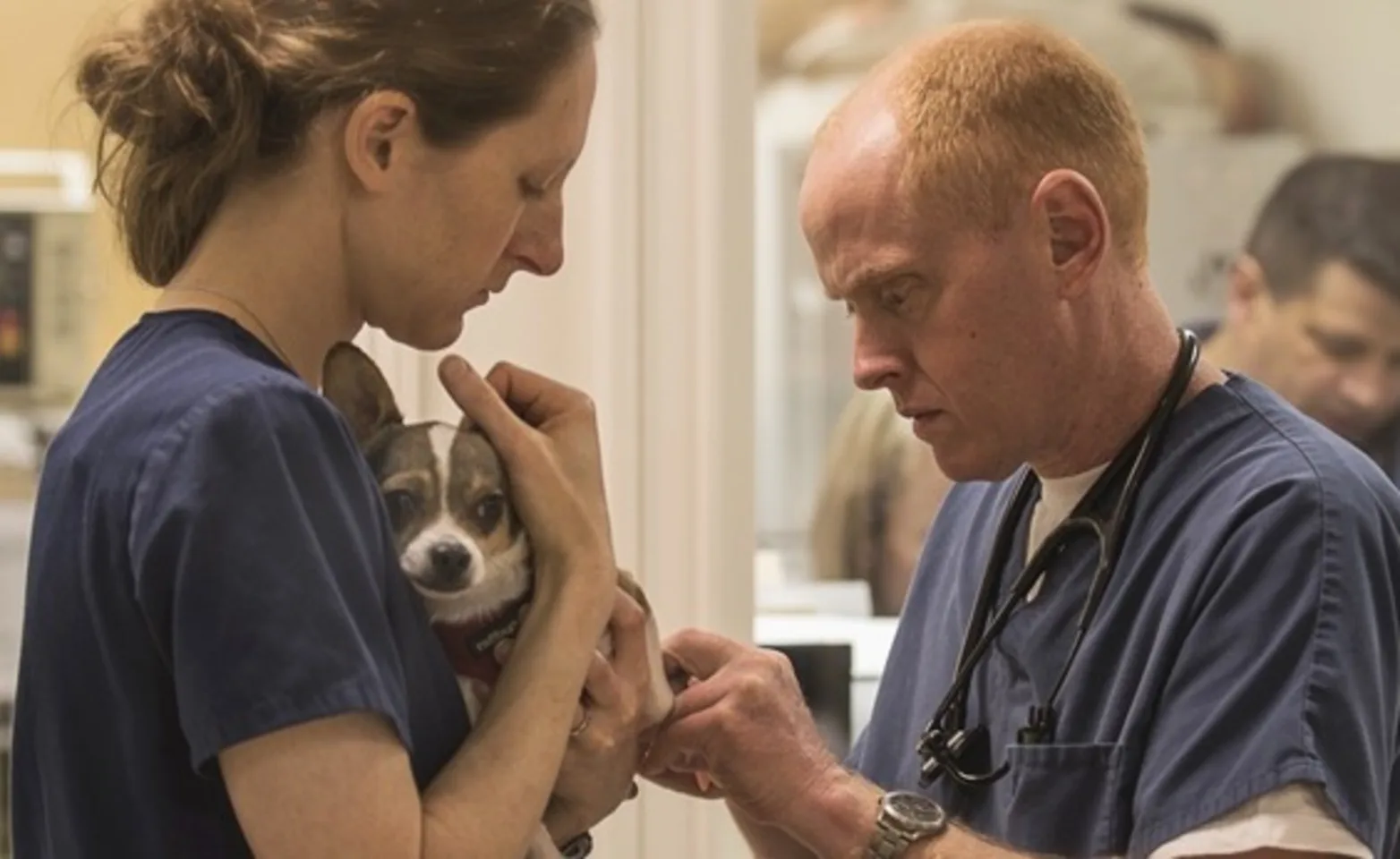 Middlesex County Animal Hospital staff assisting a dog