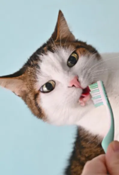 Cat biting on a toothbrush Cat biting on a toothbrush