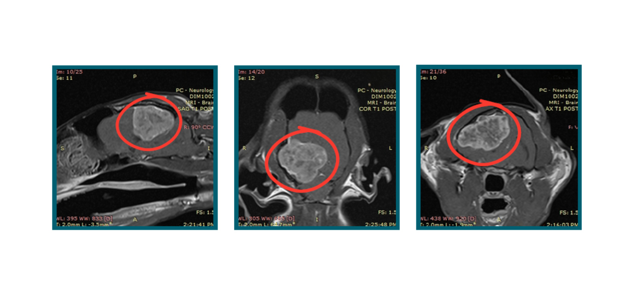 Diagnostic imaging results for Mr. Collins