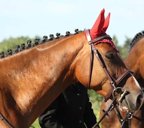 Two performance horses dressed with fancy equipment Two performance horses dressed with fancy equipment