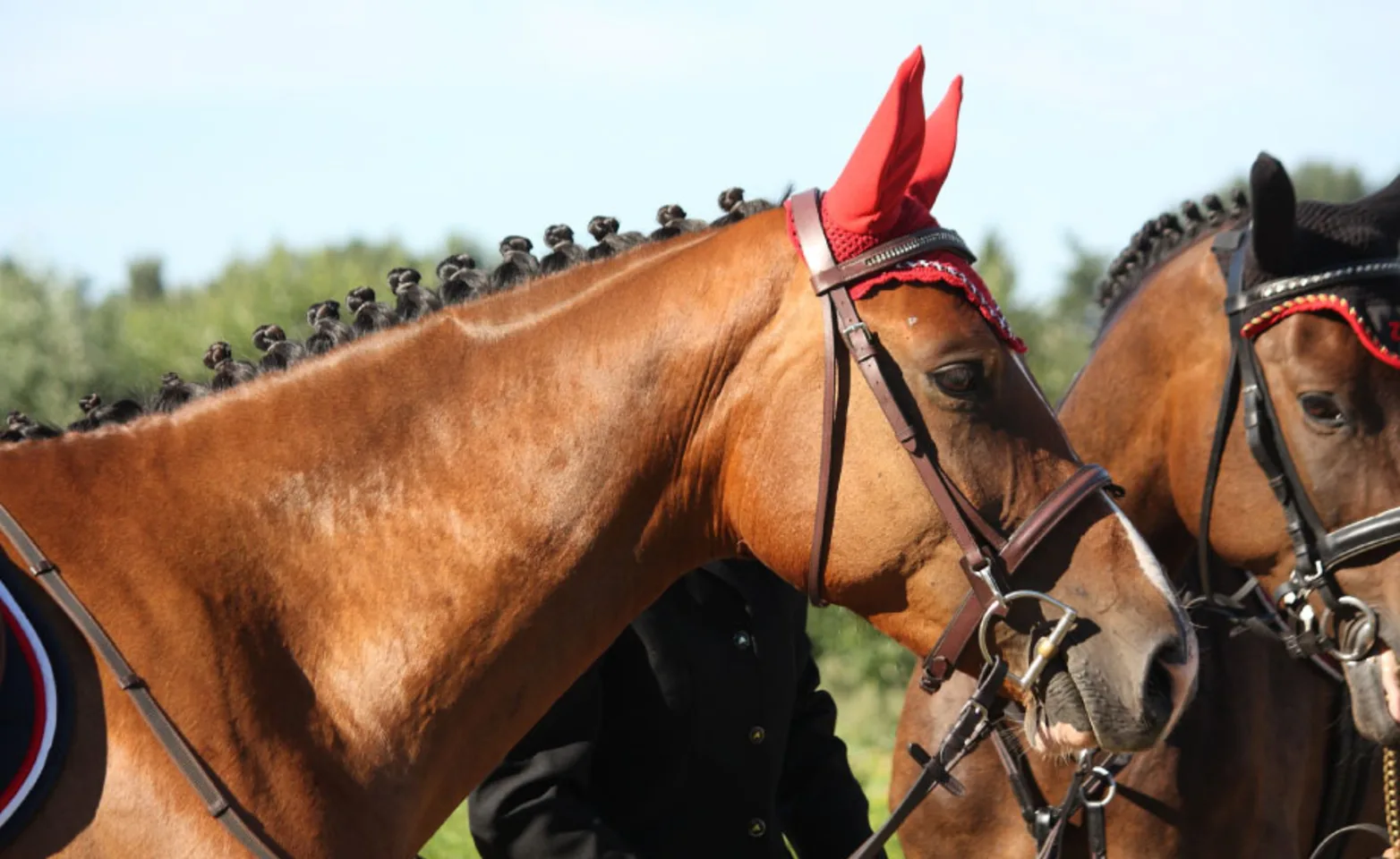 Two performance horses dressed with fancy equipment