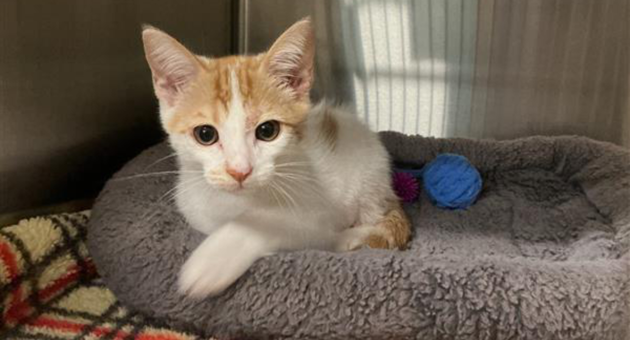 Vista Veterinary Hospital Participates in Groundbreaking FICUSS Study