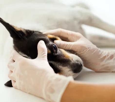 Dog receiving a tonometry exam