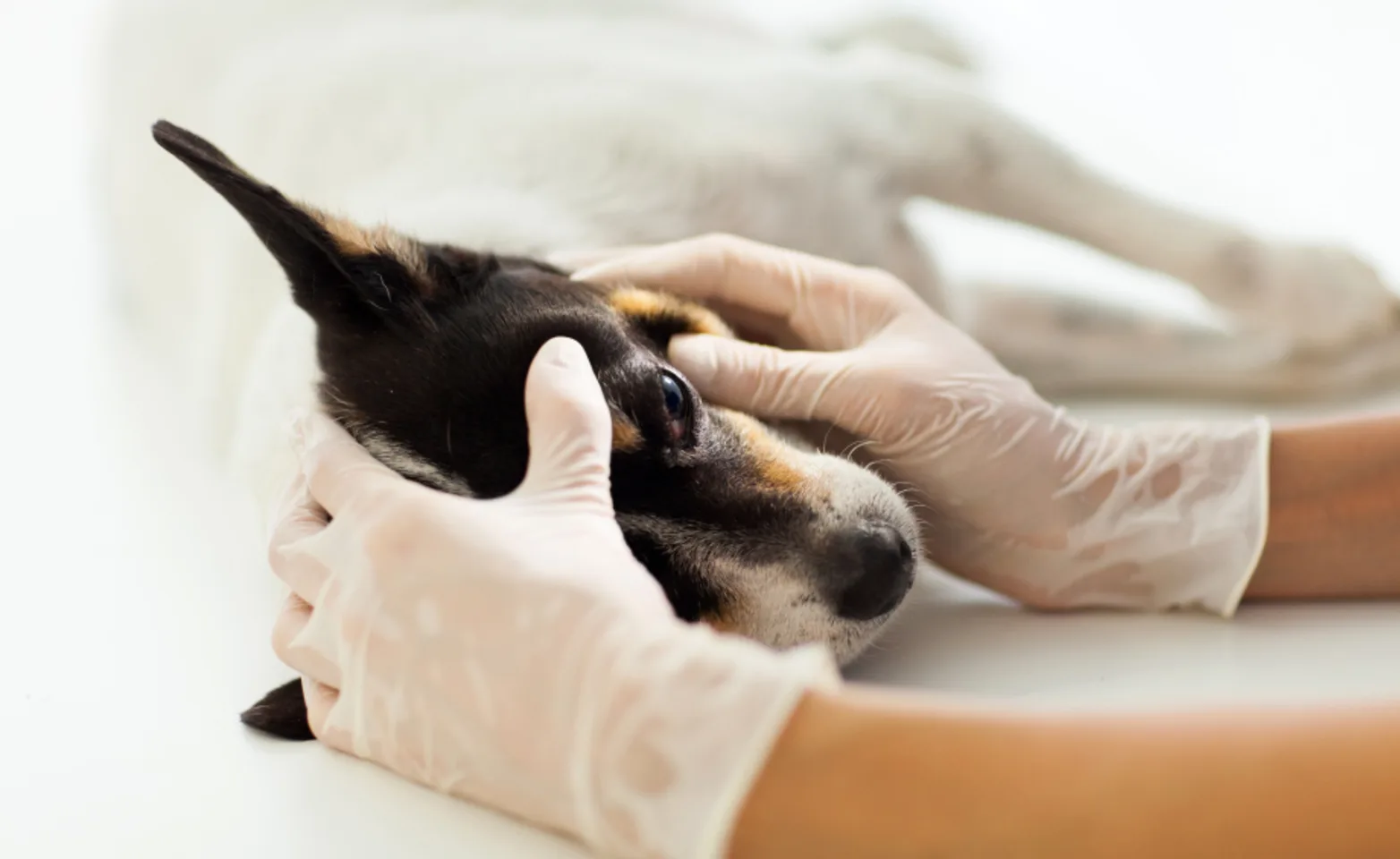 Dog receiving a tonometry exam Dog receiving a tonometry exam