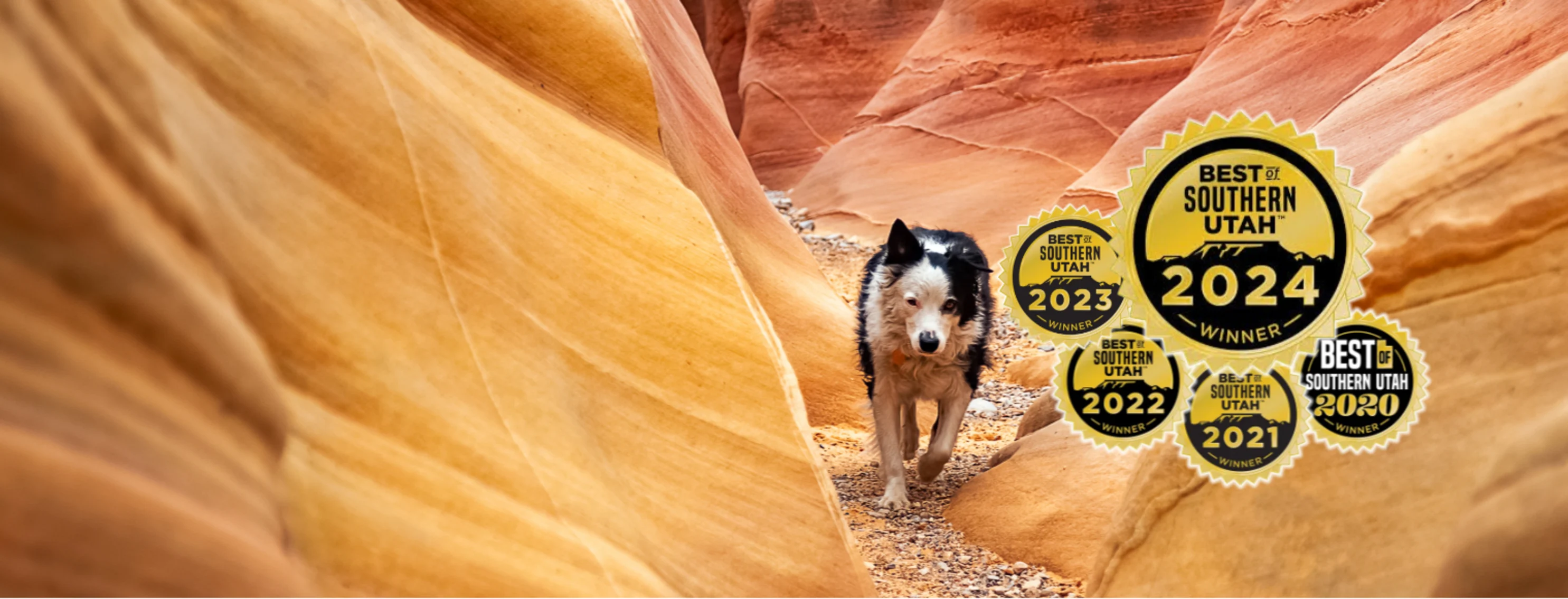 Desert Hills Animal Hospital is Best of Southern Utah Winner Desert Hills Animal Hospital is Best of Southern Utah Winner
