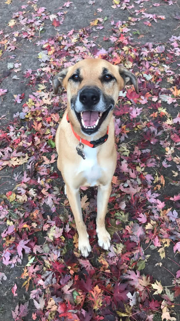 smiling dog standing atop fallen leaves