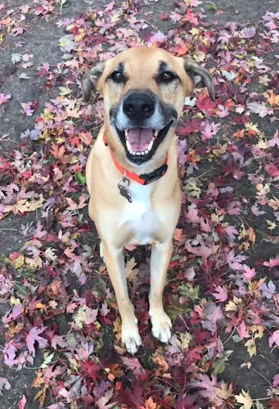 smiling dog standing atop fallen leaves smiling dog standing atop fallen leaves