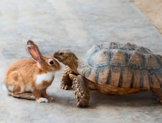 A Brown Rabbit & Turtle A Brown Rabbit & Turtle