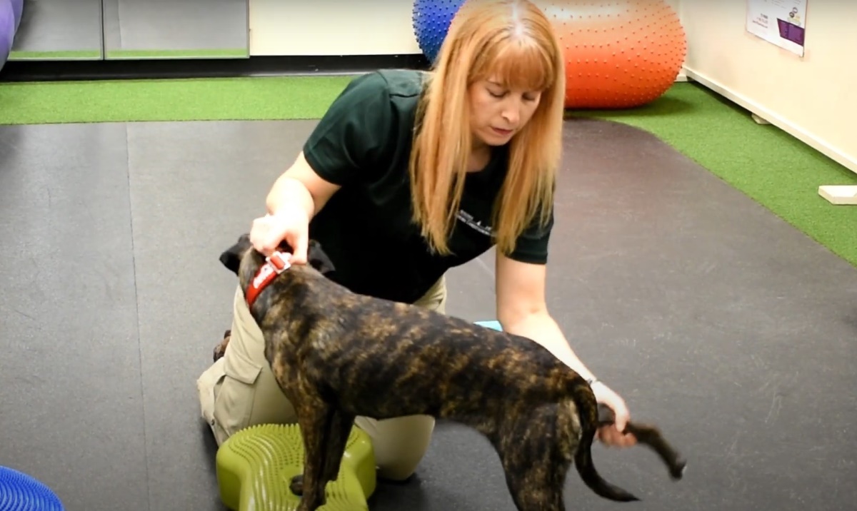 woman performing core exercises on dog