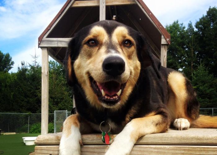 dog laying down with his paws hanging over and his mouth open