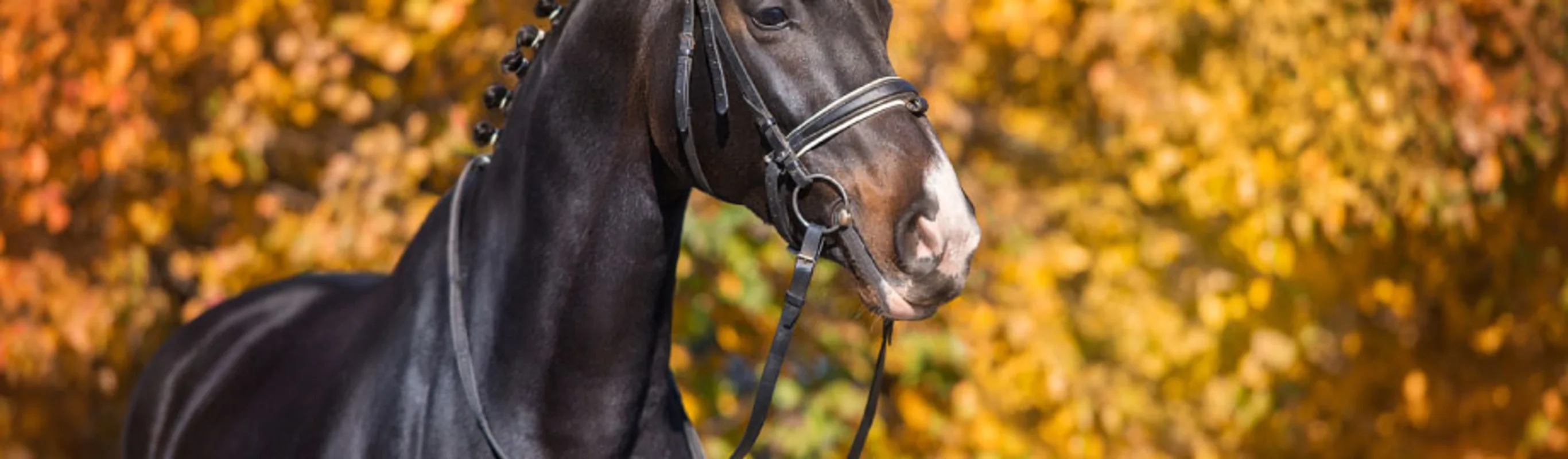Dark horse standing against a background of orange leaves. Dark horse standing against a background of orange leaves.