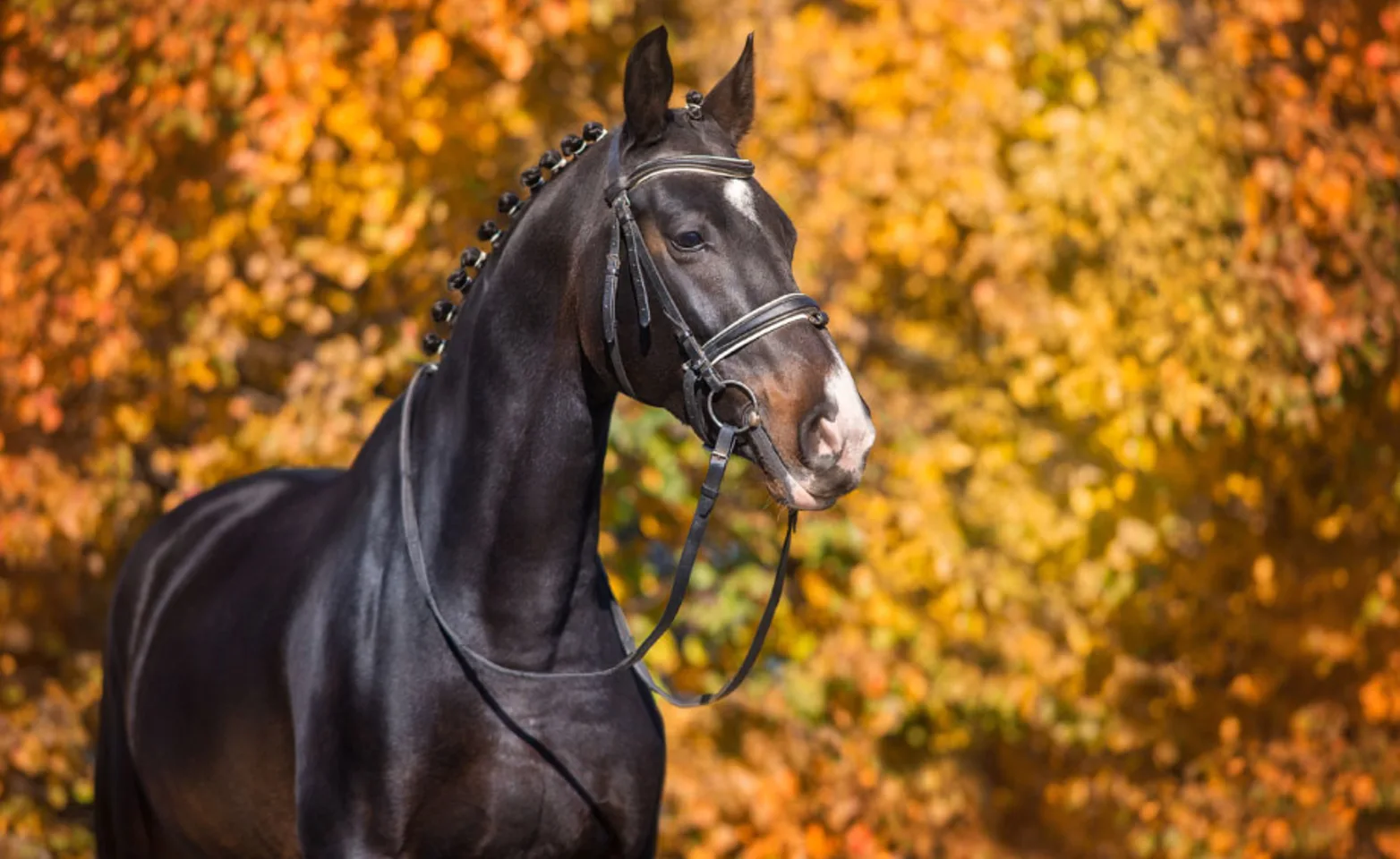 Dark horse standing against a background of orange leaves.