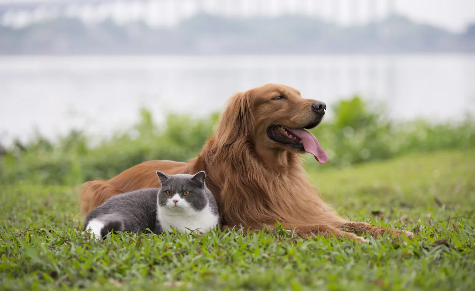 Dog and Cat laying on grass near bridge Dog and Cat laying on grass near bridge