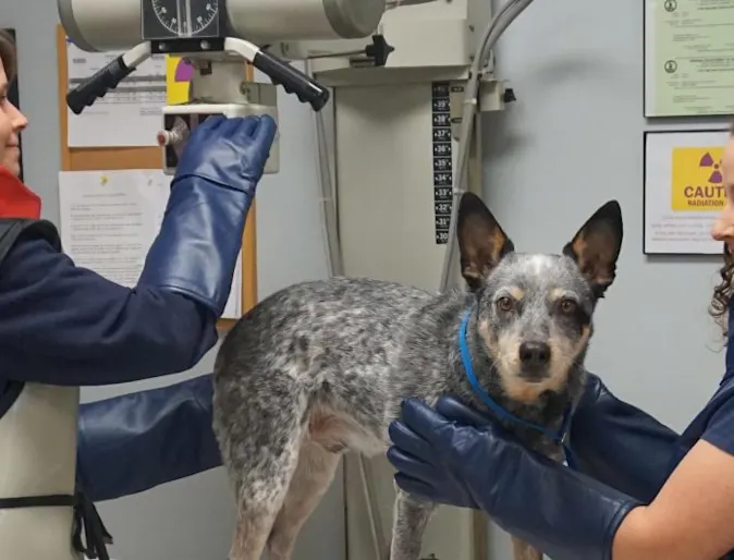 Staff at Strawbridge Animal Care ready to perform an xray on a dog